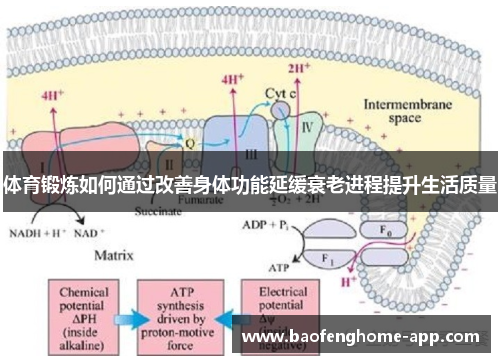 体育锻炼如何通过改善身体功能延缓衰老进程提升生活质量